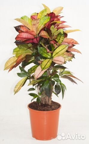 Кодиеум Миссис Айстон разветвленный Codiaeum Mrs I