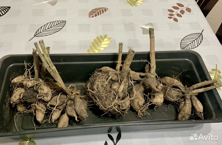 Георгины клубни