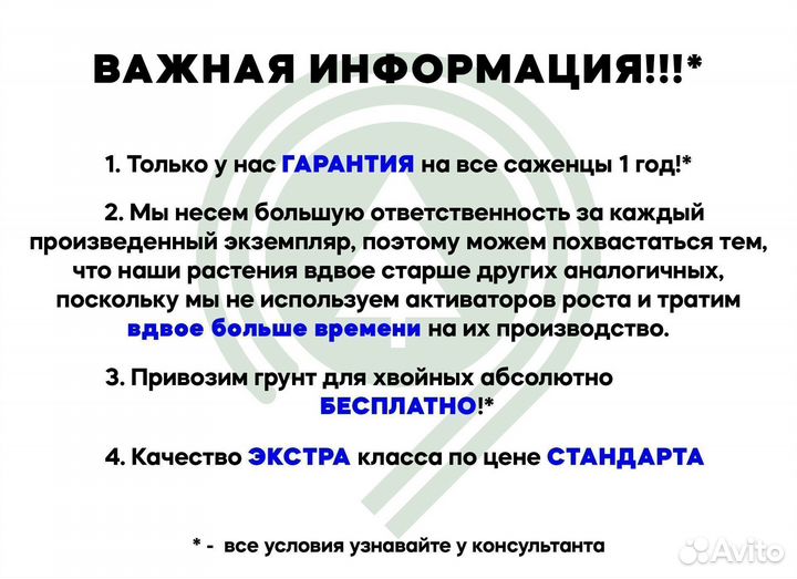 Туя смарагд на участок