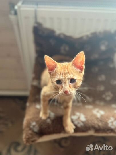 Ищем дом для Персика