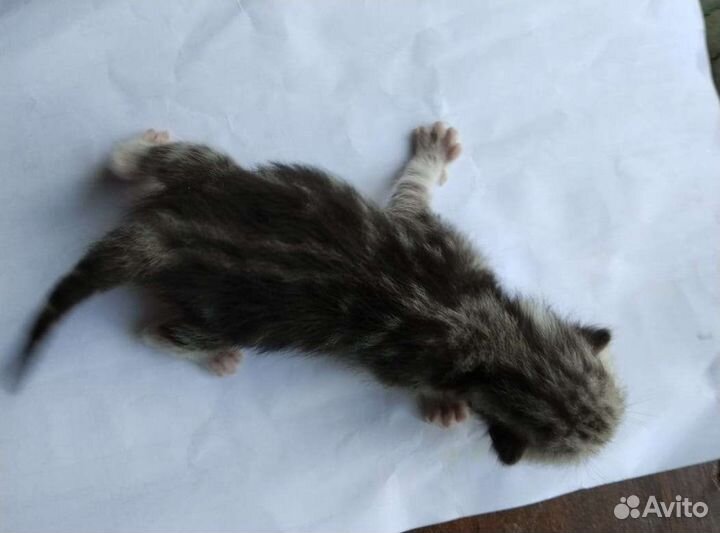 Котята (смесь обычной кошки и британского кота)