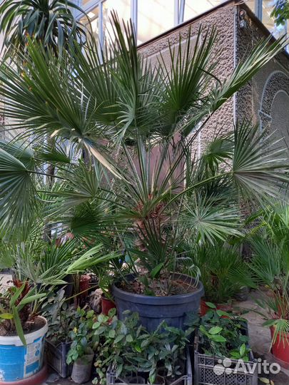 Пальма хамеропс