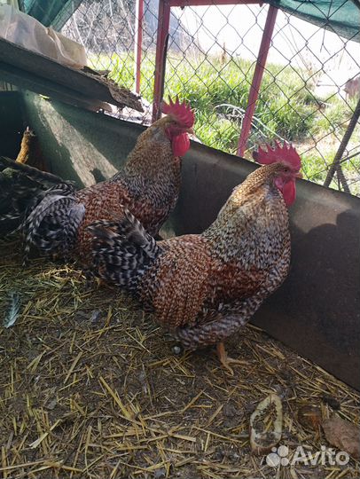 Породистые петухи и инкубационное яйцо