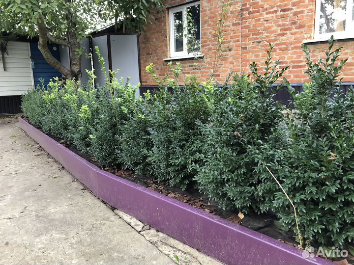 Саженцы самшита