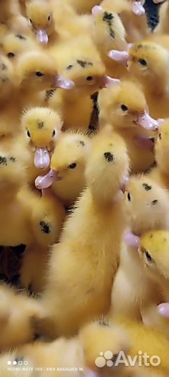 Утки муларды