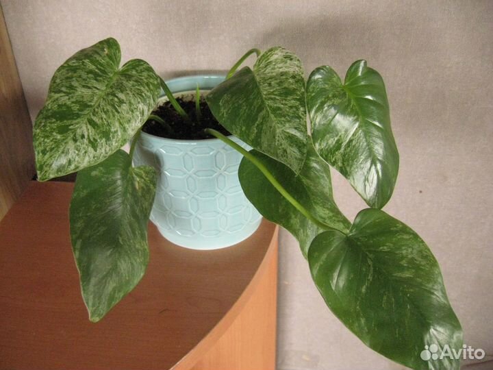 Обменяюсь ароидными, хойями и суккулентами