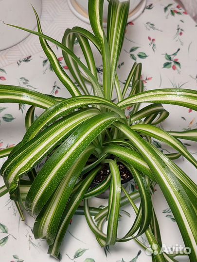 Хлорофитум кудрявый