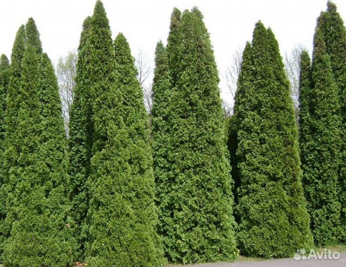 Туя колумна