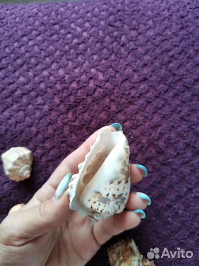Набор ракушек
