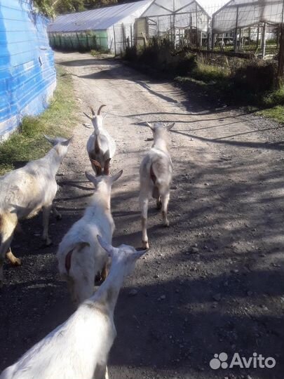 Козел зааненский