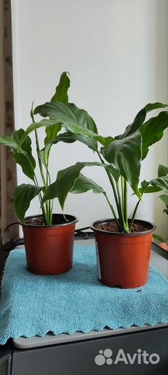 Спатифиллум Алана