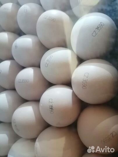 Цыплята бройлер