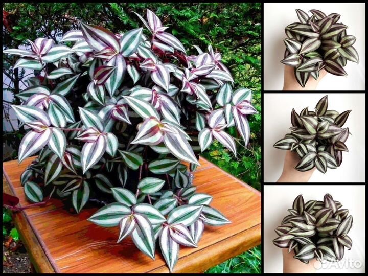 Tradescantia Zebrina Violet Hill