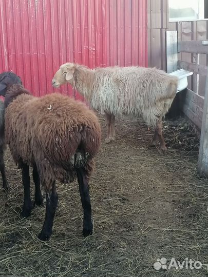 Козы, Бараны