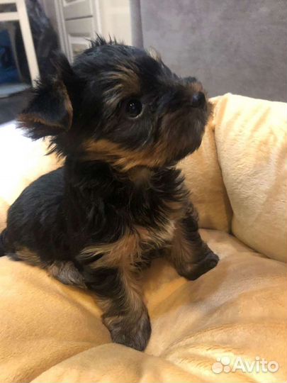 Йоркширский терьер щенки