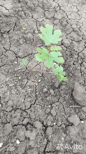 Инжир, саженцы