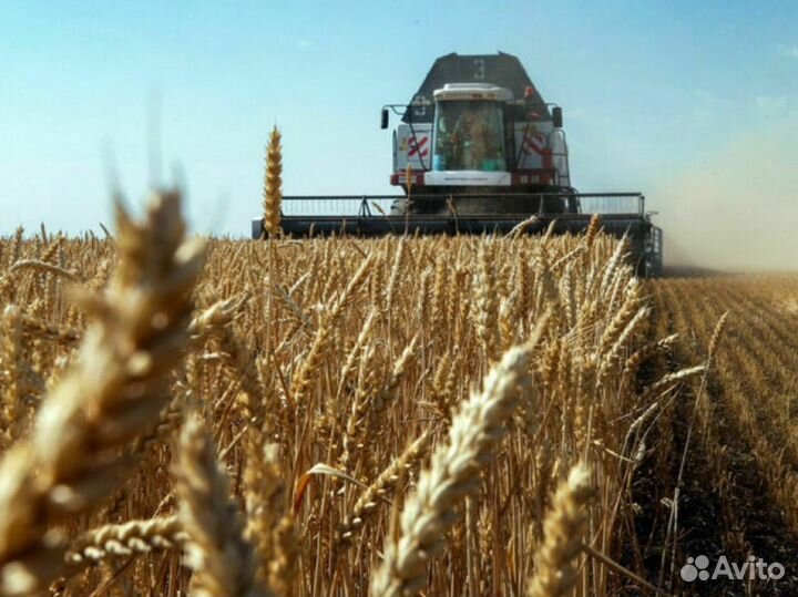 Зерно пшеница 5й класс