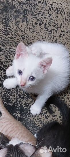 Котята ищут дом