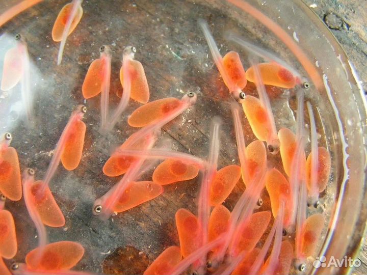 Рыбопосадочный материал(Форель)