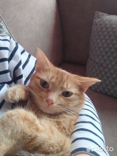 Отдам бесплатно красавицу кошку