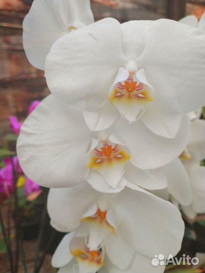 Комнатные растения цветы орхидея