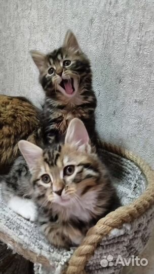 Кошки курильский бобтейл