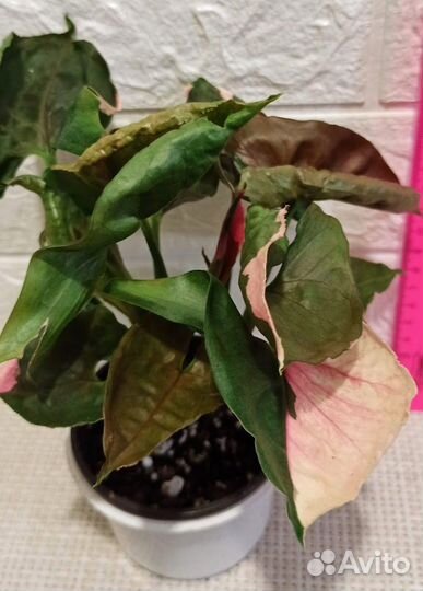 Сингониум Клубничный лёд