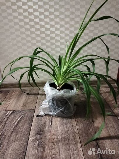 Хлорофитум