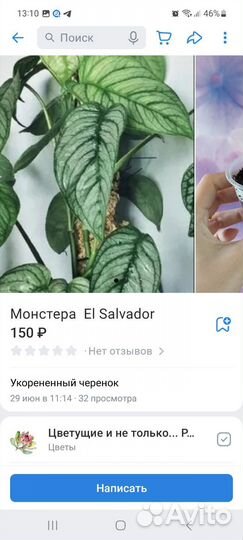 Монстеры и Рафидофоры. Октябрь