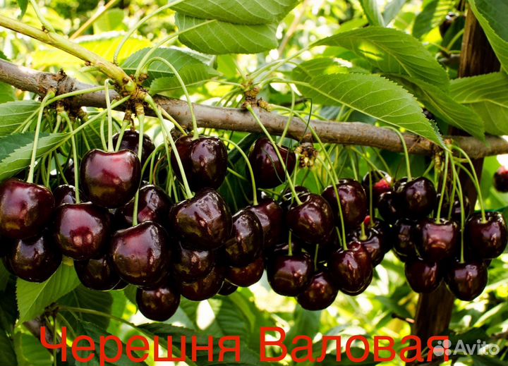 Саженцы черешни