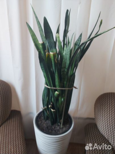 Гибискус,розы,монстера,жен.счастье и мн.другие