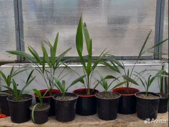 Пальма Трахикарпус, Хамеропс, вашенгтония, финик