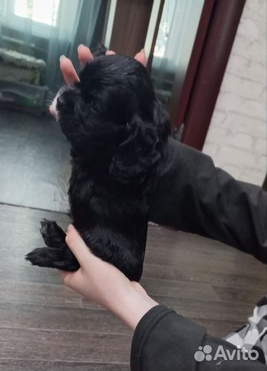 Кокер спаниель