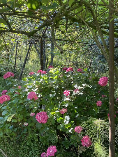 Участок 6 сот. (СНТ, ДНП)