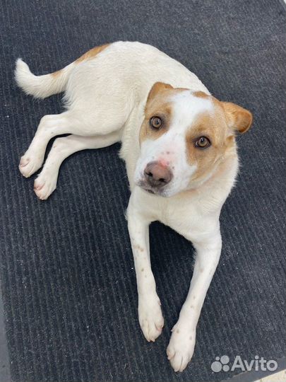 Стань для Бимки Дедом Морозом