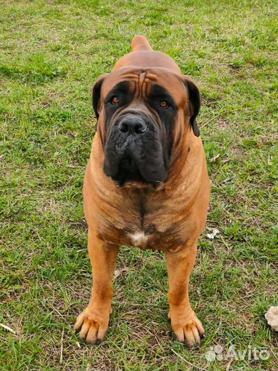 Щенки бурбуля