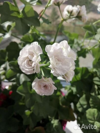 Пеларгония ise rose, плющилистая