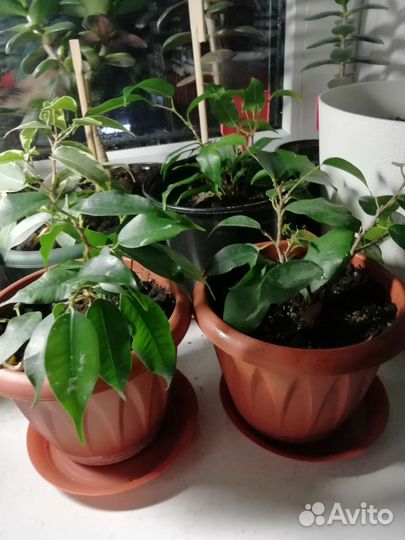 Фикус бенджамина