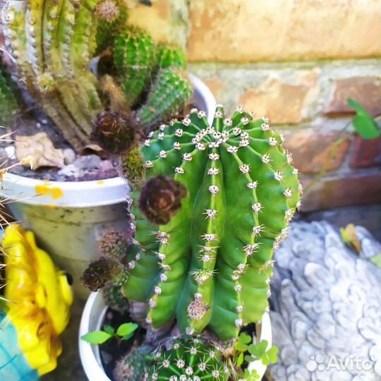 Кактус цветущий