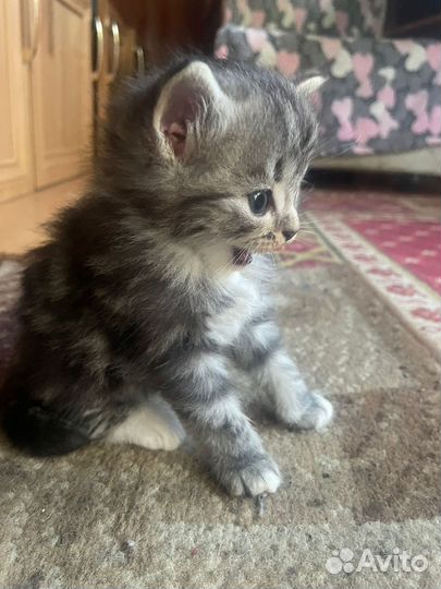 Котята в добрые руки бесплатно мальчик