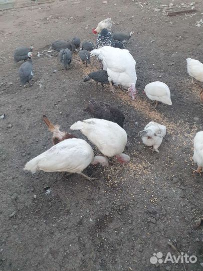 Куры,Петуха,Индюки,Цесарки