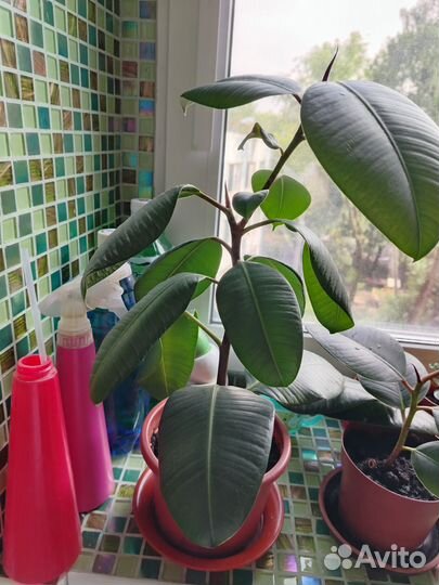 Фикус каучуконосный / эластика