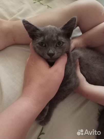 Кошка смешанная