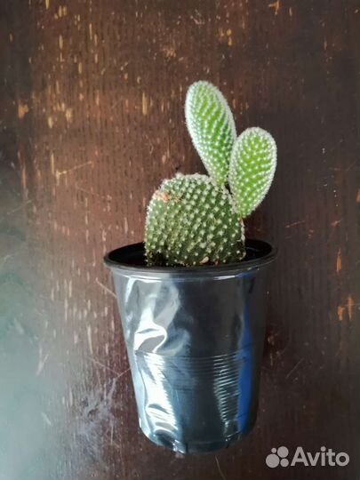 Кактусы и суккуленты