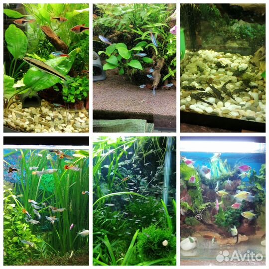 Аквариумное рыбки