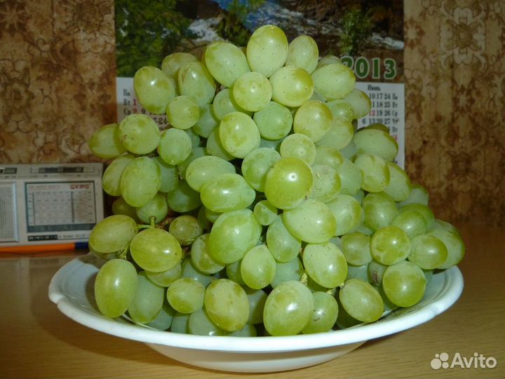 Саженцы винограда сорта 