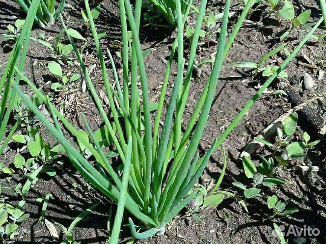 Лук семейный шалот и кундымкарский