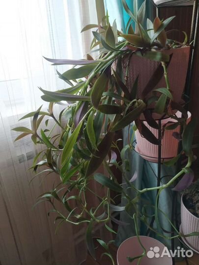 Алоэ, Каланхоэ живородящее, Панданус, Аглаонема