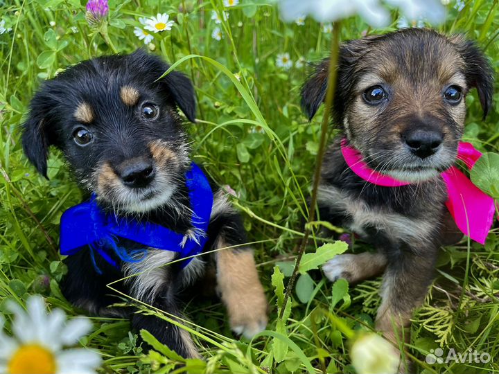 Щенок в добрые руки бесплатно
