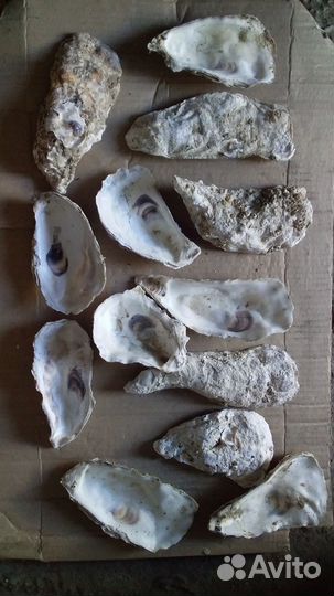 Раковины устриц